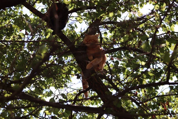 Çatısı olmayan bir evde kedi. Yüksek kalite fotoğraf