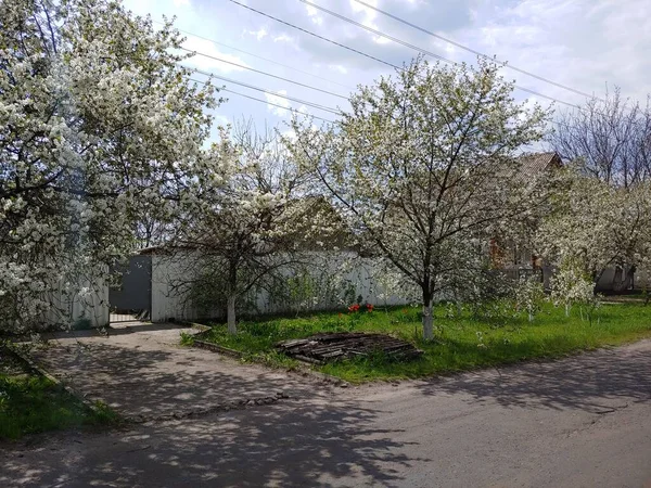 Kırsal bir evin girişinde çiçek açan bir panorama. Yüksek kalite fotoğraf