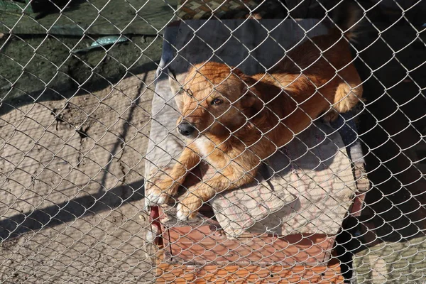 Ağın arkasında oturan bir köpek. Yüksek kalite fotoğraf