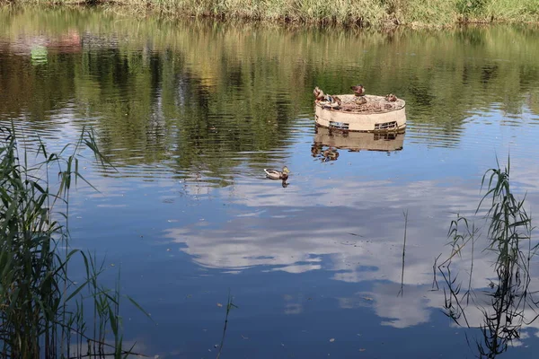 Vahşi bir gölette ördek ailesi. Yüksek kalite fotoğraf