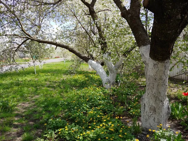 Küçük sessiz bir köyde çiçek açan bir bahçe. Yüksek kalite fotoğraf
