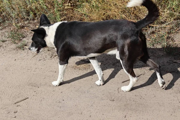 Yazın kendi başına yürüyen bir köpek. Yüksek kalite fotoğraf