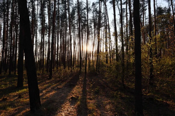Sonbahar güneşinin altında akşam ormanı. Yüksek kalite fotoğraf
