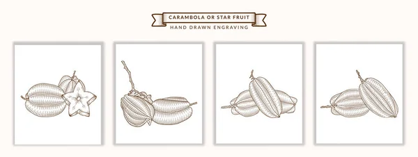 Organik taze Carambola seti ya da yıldız meyveli kabartma stili botanik elementler çizimi. Premium Vektörü