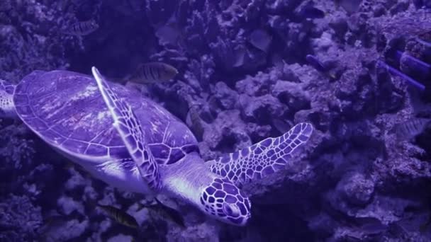 海龟在水族馆里游泳，鱼在后面 — 图库视频影像