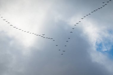 Bir vahşi kaz sürüsü bulutlu gökyüzünün arka planına karşı bir kama içinde uçuyor. 
