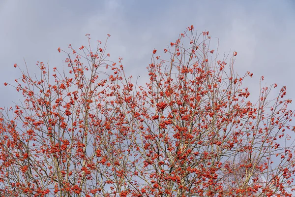 Drzewa Rowan Jasnoczerwonymi Jagodami Pełni Latającymi Liśćmi Oświetlone Jesiennym Słońcem — Zdjęcie stockowe