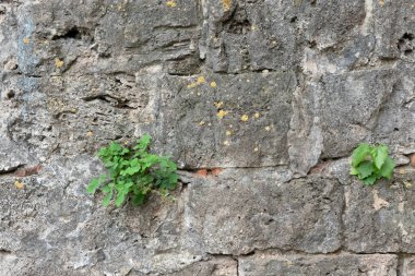 Gri çimento alçısıyla kaplı eski bir taş duvar. Yüzey düz değil. Çatlaklarda yeşil bitkiler var. Geçmişi. Doku. 