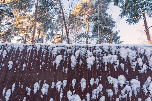 Tampos Pinheiro São Visíveis Atrás Uma Cerca Marrom Com Neve — Fotografia de Stock