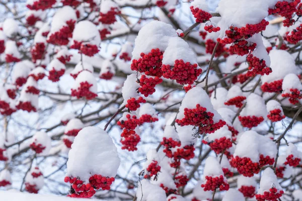 Winter Leuchtend Rote Vogelbeeren Tag Den Zweigen Die Trauben Sind — Stockfoto