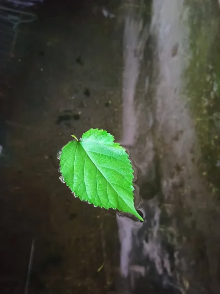 Maulbeerblätter Sammeln Sich Auf Dem Wasser — Stockfoto
