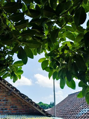 Çatı manzaralı yemyeşil duvar kağıtları.