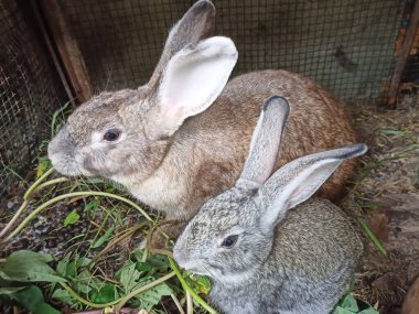 Bir anne tavşan ve yavruları.