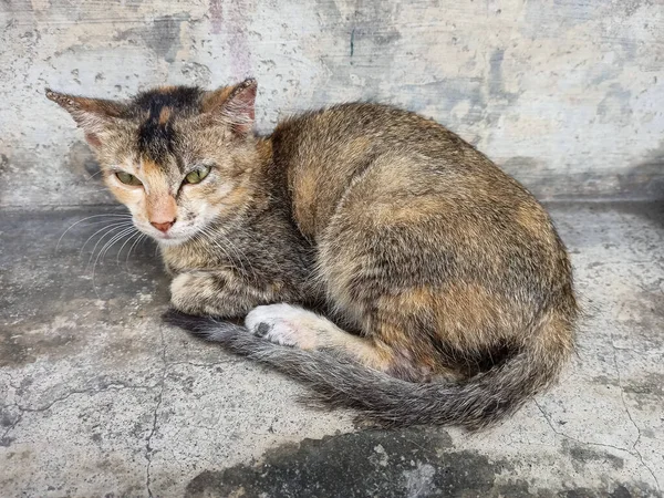 Gato Bonito Sentado Rua — Fotografia de Stock