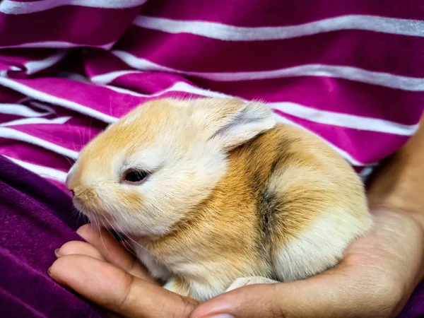 Cute Baby Brown Bunny Hand — Stock Photo, Image