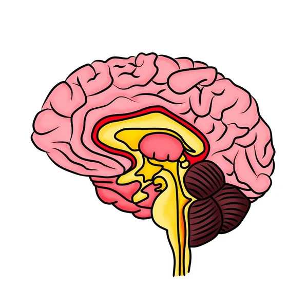 Medically Accurate Illustration Brain Vector — Διανυσματικό Αρχείο