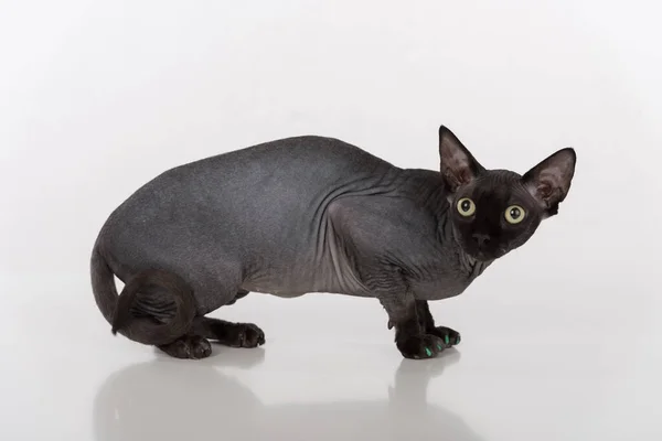 Curious Scared Black Sphynx Cat Green Nails White Background Reflection — Foto Stock