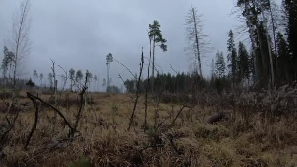 Όμορφη Φύση Στο Ρωσικό Δάσος Πεδίο Υλοτόμηση — Αρχείο Βίντεο