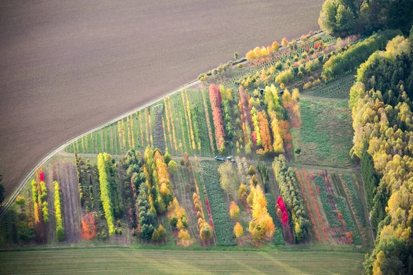 Hint Yazı - Almanya 'nın Bavyera eyaletinde Kirchendemenreuth' da bir ağaç fidanlığında sonbahar havası ve tarlalarda sıra sıra ağaçlar