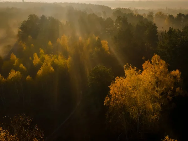 Letecký pohled na lávku v podzimním lese v ranním světle při východu slunce. Mlhavý les v ranní mlze — Stock fotografie