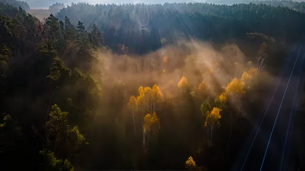 Autostrada wśród iglastego jesiennego lasu w promieniach mglistego jesiennego poranka. Malowniczy krajobraz: autostrada na tle słońca wschodzącego w mglisty jesienny poranek. — Zdjęcie stockowe