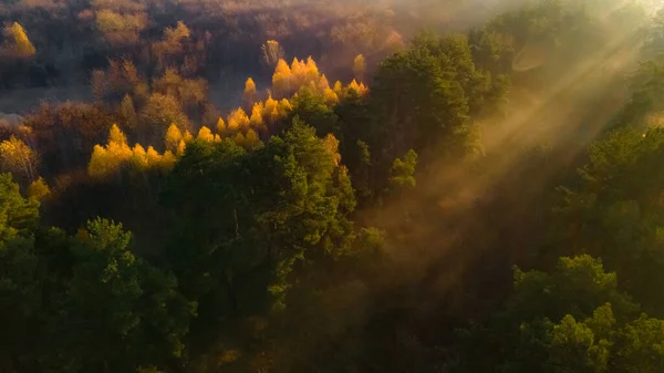 Morning sunbeams break through the trees in the misty forest and create a wonderful effect of golden rays — Stock Photo, Image