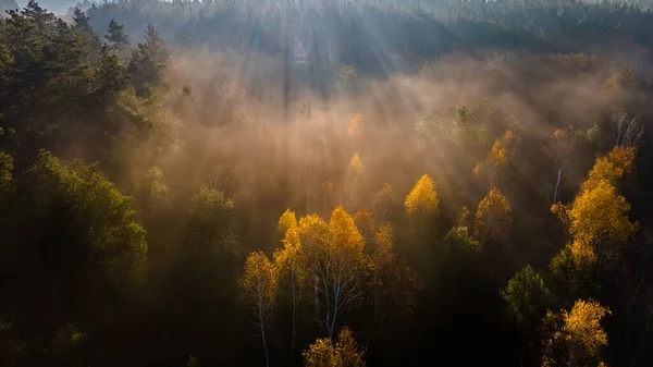 Vue aérienne sur la forêt d'automne en plein matin au lever du soleil. Forêt brumeuse dans la brume du matin — Photo