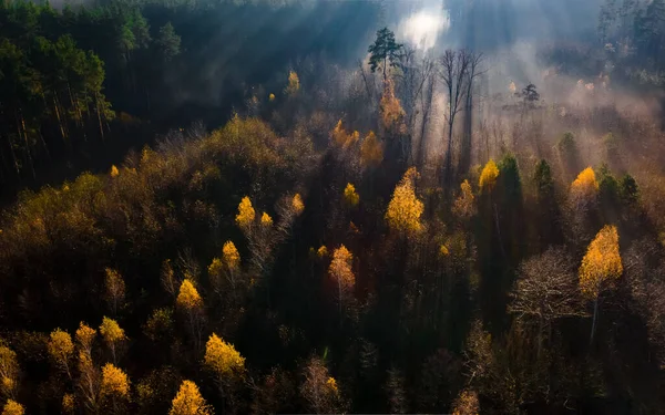 Luchtfoto op herfstbos in het ochtendlicht bij zonsopgang. Bos in de ochtendmist — Stockfoto