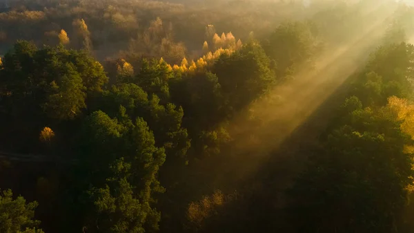 Poranne promienie słońca przebijają się przez drzewa w mglistym lesie i tworzą wspaniały efekt złotych promieni. — Zdjęcie stockowe