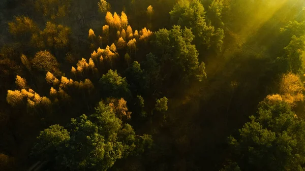 Morning sunbeams break through the trees in the misty forest and create a wonderful effect of golden rays — Stock Photo, Image