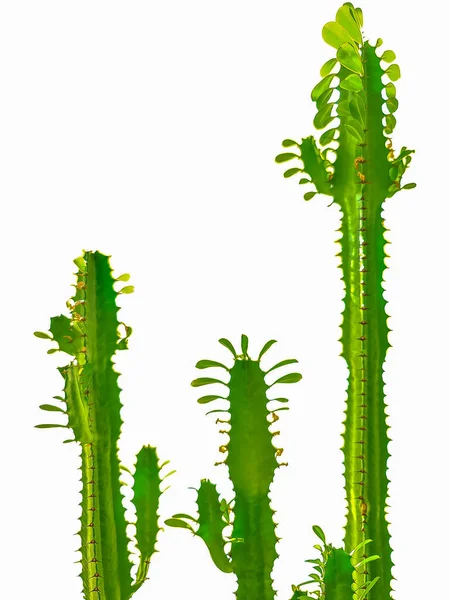 Isolated euphorbia ingens cactus plant on white background — Stock Photo, Image