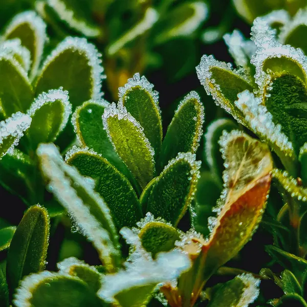 Soğuk Bir Kış Sabahı Donmuş Bitki Çalılarının Yakın Görüntüsü Yüksek — Stok fotoğraf