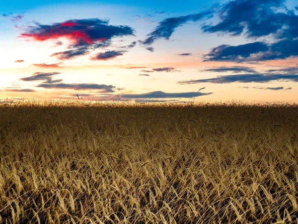 Φθινόπωρο πεδίο σιτάρι πριν από τη συγκομιδή σε ένα φόντο γραφικό ουρανό μετά το ηλιοβασίλεμα. — Φωτογραφία Αρχείου