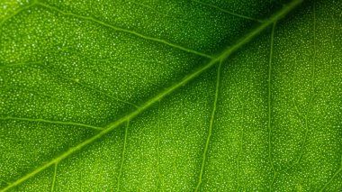 Yeşil yaprakların arka plan dokusunu güneş ışığıyla kapatın. Kaliteli fotoğraf