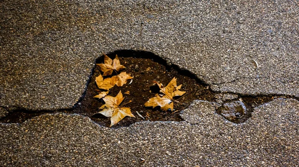 Beschadigde Asfaltbestrating Met Herfstbladeren Erin Hoge Kwaliteit Foto — Stockfoto