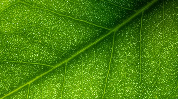 Yeşil yaprakların arka plan dokusunu güneş ışığıyla kapatın. Kaliteli fotoğraf