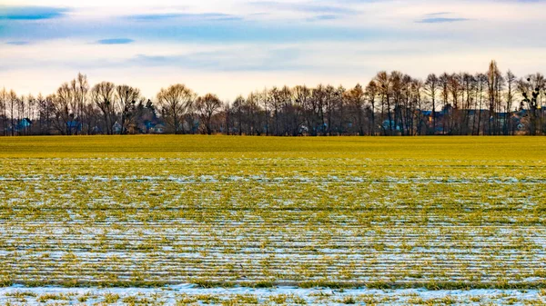 Χιονισμένο καλλιεργούμενο χωράφι με πράσινο γρασίδι. Πριν την εκστρατεία σποράς — Φωτογραφία Αρχείου