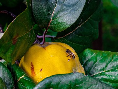 Arı yağmurdan sonra bir yaz günü olgun bir ayva meyvesinin üzerinde oturuyor. Yüksek kalite fotoğraf