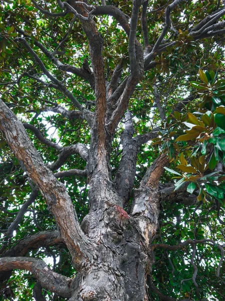 İstanbul Parkı 'nın şehir ağaç tepeleri gün ışığında. Yüksek kalite fotoğraf