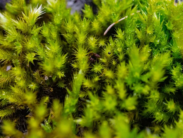 Zöld Succulents Természet Makro Photography Sharp Blur Effect Kiváló Minőségű — Stock Fotó