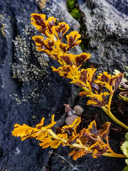 Avrupa 'da, Ukrayna' da kayalık bir kayanın üzerindeki yabanda sulu sarı sulardır. Yüksek kalite fotoğraf