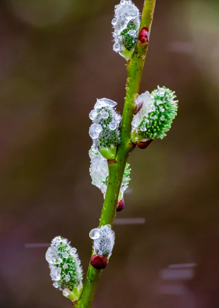 Vue rapprochée de chats saules aux bourgeons pelucheux ouverts sur fond de nature printanière — Photo