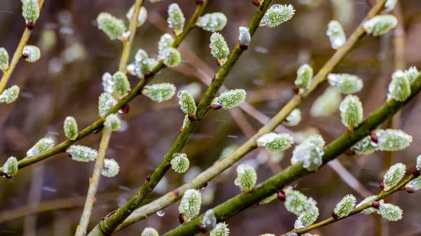 Willow pussy with open fluffy buds on a background of spring nature — Stok fotoğraf