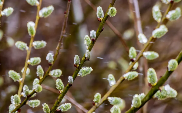 Willow pussy with open fluffy buds on a background of spring nature — Stok Foto