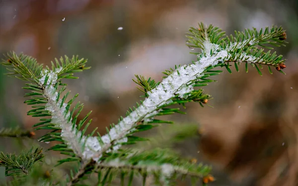 젖은 봄 눈으로 뒤덮인 크리스마스 나무 가지 — 스톡 사진