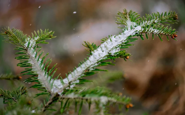 젖은 봄 눈으로 뒤덮인 크리스마스 나무 가지 — 스톡 사진
