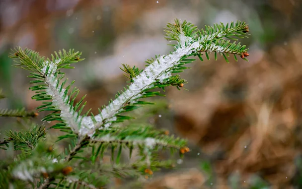 Noel ağacı dalları ıslak bahar karıyla kaplanmış. — Stok fotoğraf