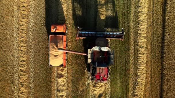 Vista aérea de una cosechadora roja y una máquina agrícola cosechando trigo maduro dorado en un campo. Vista superior. — Vídeo de stock