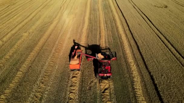 Aerial view of a red combine harvester and an agricultural machine harvesting golden ripe wheat in a field. Top view. — Stock Video