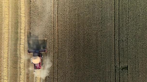 Vista aerea su una mietitrice rossa che lavora su un grande campo di grano. Vista dall'alto. — Video Stock